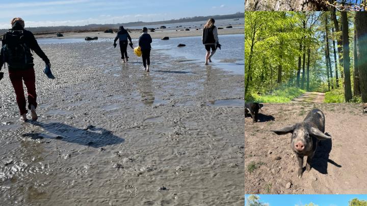 Forskellige billeder af den smukke natur i Hornsherred